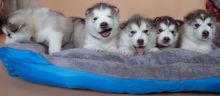 Pedigree Alaskan Malamute puppies Image eClassifieds4u 2