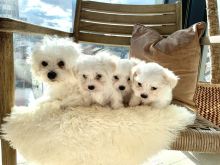 PURE MALTESE PUPPIES AVAILABLE Image eClassifieds4u 2