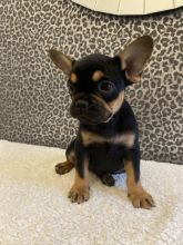 Stunning French Bulldog Puppies Image eClassifieds4u 1