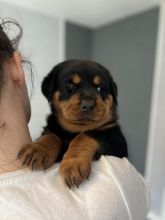Stunning Rottweiler puppies available Image eClassifieds4u 2