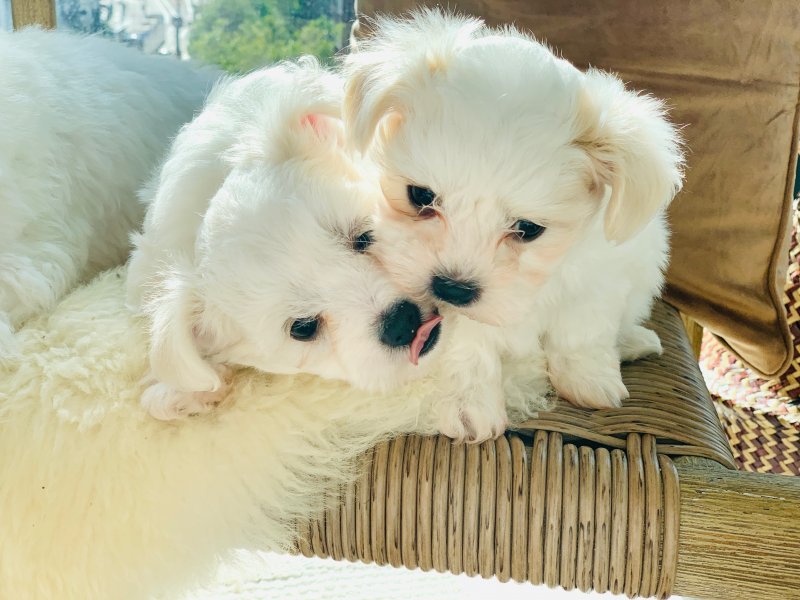 PURE MALTESE PUPPIES AVAILABLE Image eClassifieds4u