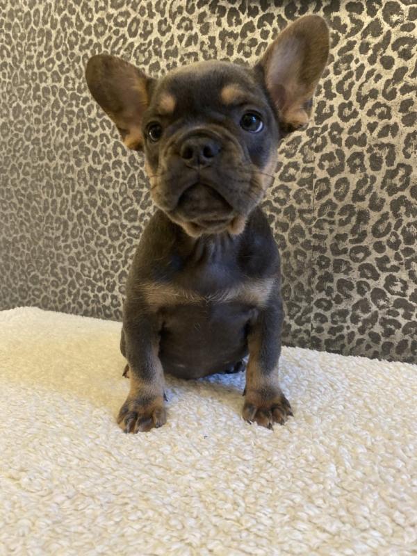 Stunning French Bulldog Puppies Image eClassifieds4u