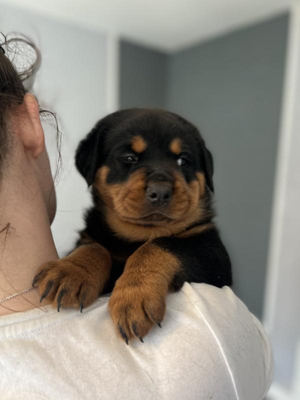 Stunning Rottweiler puppies available Image eClassifieds4u