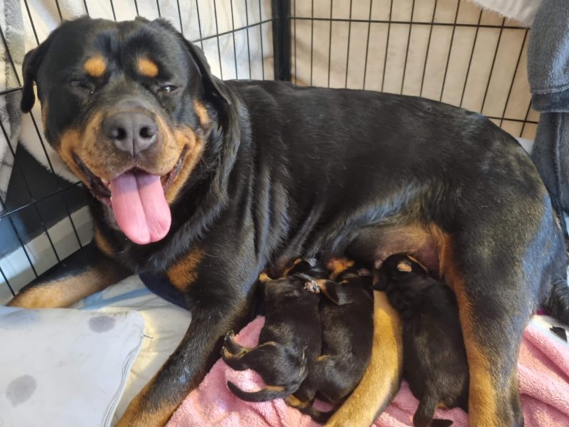 Stunning Rottweiler puppies available Image eClassifieds4u