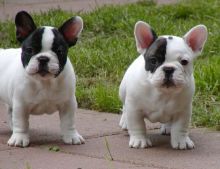 Talented French Bulldog puppies for sale