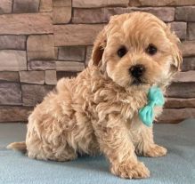 Quality Maltipoo puppies for sale Image eClassifieds4U