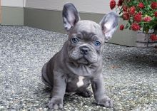Talented French Bulldog puppies for sale Image eClassifieds4u 2