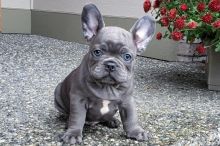 Talented French Bulldog puppies for sale Image eClassifieds4u 2