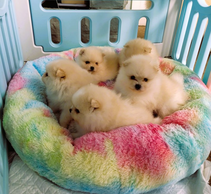 Adorable Pomeranian puppies Image eClassifieds4u
