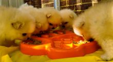 Adorable Pomeranian puppies Image eClassifieds4u 1