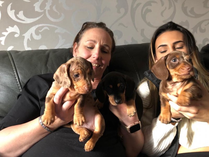 ** Miniature Smooth Haired Dachshund Puppies** Image eClassifieds4u