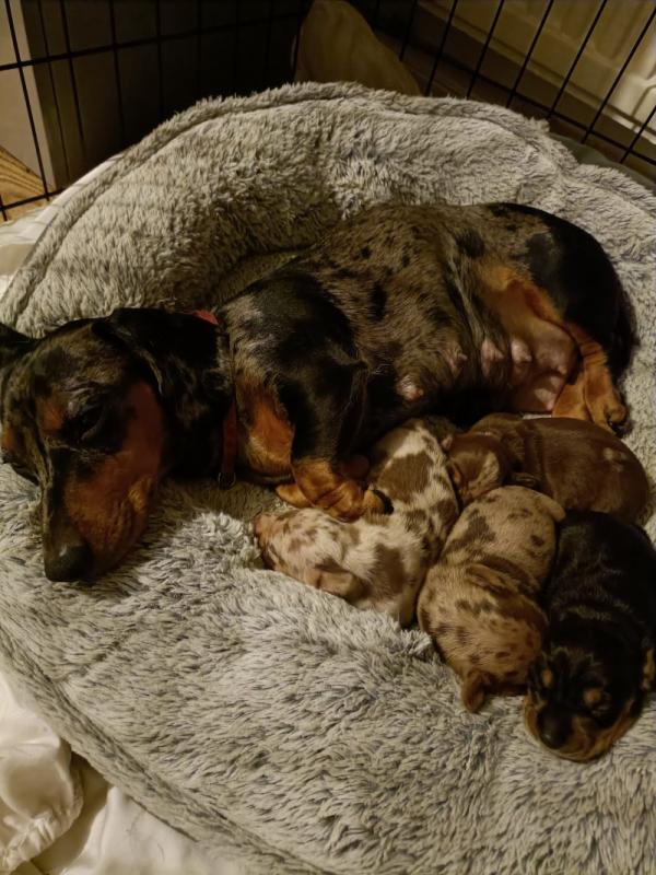 ** Miniature Smooth Haired Dachshund Puppies** Image eClassifieds4u
