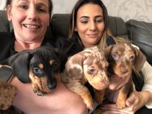 ** Miniature Smooth Haired Dachshund Puppies**