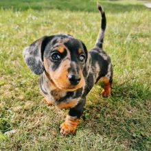 100% Male and Female DACHSHUND Puppies For Adoption
