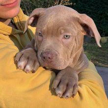 Adorable Male and Female Pitbull Terrier Puppies.