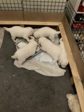 Beautiful pedigree Samoyed puppies