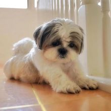 CKC Pure Breed Shih Tzu Puppies Available.