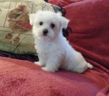 Cute Maltese Puppies for free ADOPTION