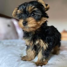 Gorgeous Yorkshire Terrier Puppies Available For Adoption