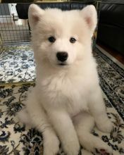 Healthy Samoyed Puppies Available For Re-homing