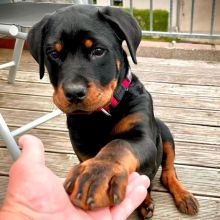 Male and Female Rottweiler Puppies Available For Adoption
