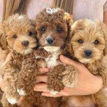 Two MALTIPOO Puppies For New Family.