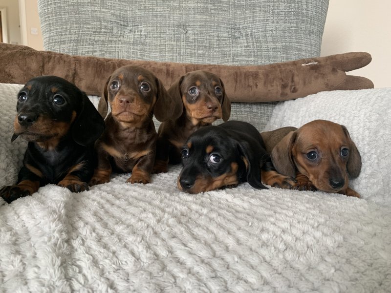 Beautiful Miniature Dachshund puppies Image eClassifieds4u