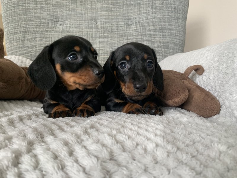 Beautiful Miniature Dachshund puppies Image eClassifieds4u