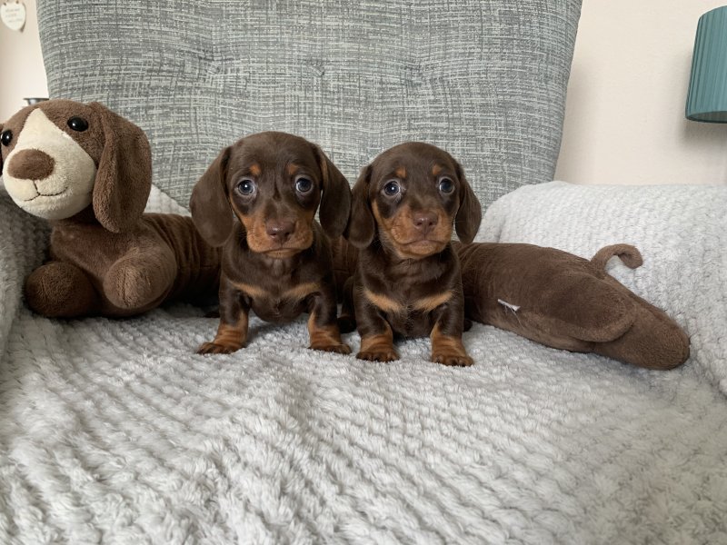 Beautiful Miniature Dachshund puppies Image eClassifieds4u