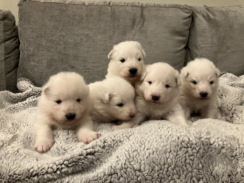 Beautiful pedigree Samoyed puppies Image eClassifieds4u