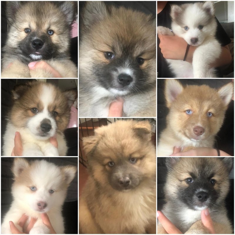 Beautiful Pomsky Puppies Image eClassifieds4u