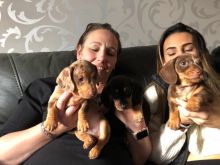 ** Miniature Smooth Haired Dachshund Puppies** Image eClassifieds4u 2