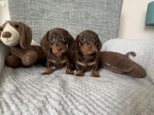 Beautiful Miniature Dachshund puppies Image eClassifieds4u 3