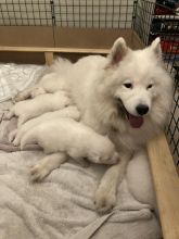 Beautiful pedigree Samoyed puppies Image eClassifieds4u 2