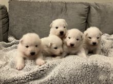 Beautiful pedigree Samoyed puppies Image eClassifieds4u 3
