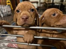 Hungarian Vizsla puppies Image eClassifieds4u 1