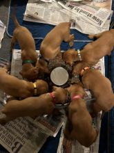 Hungarian Vizsla puppies Image eClassifieds4u 2