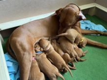 Hungarian Vizsla puppies Image eClassifieds4u 3