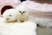Male and Female Pomeranian Puppies Available For Adoption. Image eClassifieds4U