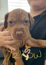 Stunning Hungarian Vizsla puppies Image eClassifieds4u 2