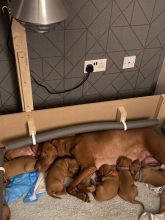 Stunning Hungarian Vizsla puppies Image eClassifieds4u 3