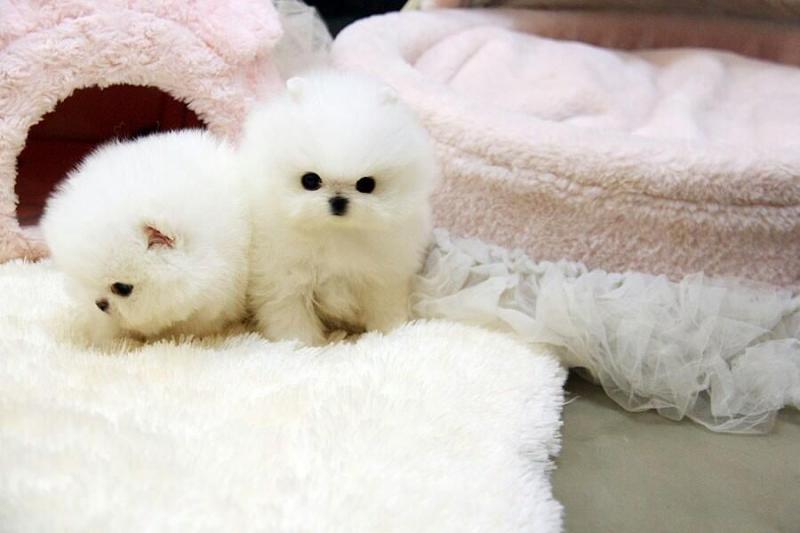 Male and Female Pomeranian Puppies Available For Adoption. Image eClassifieds4u
