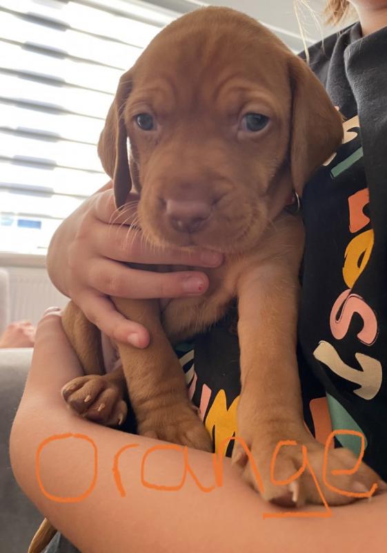 Stunning Hungarian Vizsla puppies Image eClassifieds4u