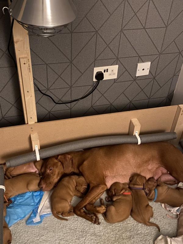 Stunning Hungarian Vizsla puppies Image eClassifieds4u
