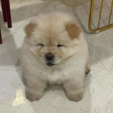 Chow Chow puppies for rehoming Image eClassifieds4u 4