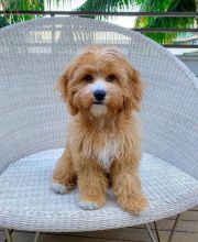 Cute Lovely cavapoo Puppies male and female for adoption