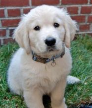 Excellent Labrador Retriever Puppies