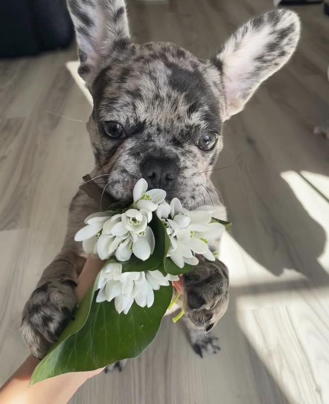 Cute Lovely Frenchie Puppies male and female for adoption Image eClassifieds4u