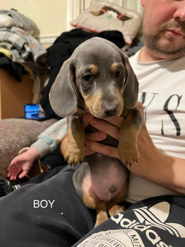 Lovely Miniature Dachshund puppies Image eClassifieds4u