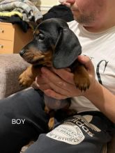 Lovely Miniature Dachshund puppies Image eClassifieds4u 1